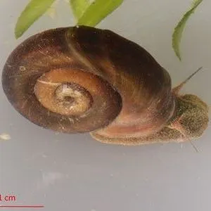 thumbnail for publication: Marsh Rams-Horn, Marsh Ramshorn Helisoma (Planorbella) trivolvis (Say) (Gastropoda: Planorbidae)